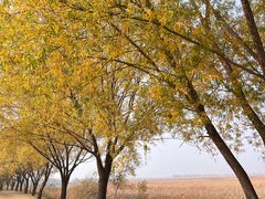 -野鸭湖国家湿地公园