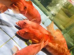 -旺顺阁海鲜广场(亚运村店)