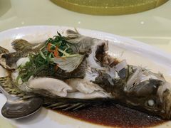清蒸珍珠斑-新群海鲜酒楼