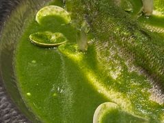 青柠檬酸汤清水鲈鱼-狮拾久·现代新加坡料理(壹方城店)