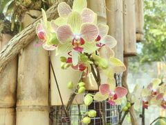 -北京植物园-展览温室