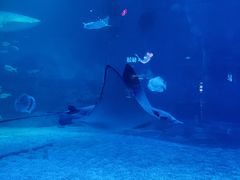 -烟台海昌鲸鲨海洋公园