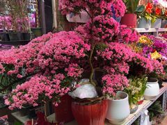 -花鸟鱼虫鲜花绿植市场(玉泉路店)