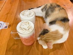 -猫小院猫主题餐厅(三里屯店)