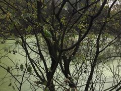 -西湖风景区-江洋畈生态公园