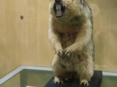 -陕西自然博物馆