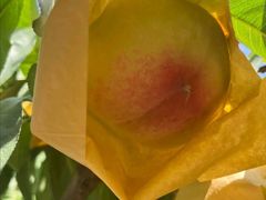 -老袁家蜜桃农场·阳山水蜜桃