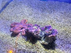 -哈尔滨波塞冬海底世界