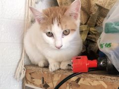-平行世界·猫咖(首经贸店)