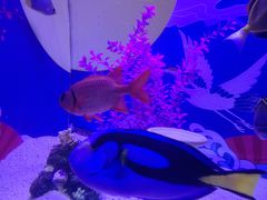 -烟台海昌鲸鲨海洋公园