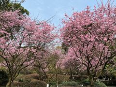 -南山植物园