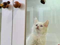 -青奢宠物·青奢猫舍