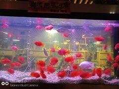 -御池园(顾村公园店)