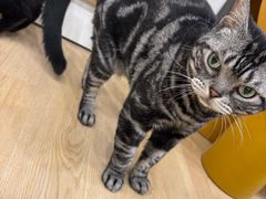 -有喵·猫咖·狗咖·30几只猫10只小狗(岗厦店)