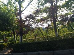 -铁山坪森林公园