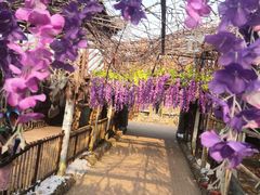 -呀路古热带植物园