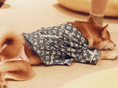 -逗柴咖啡屋·狗咖猫咖宠物桌游