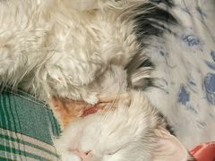 -北京观赏动物医院·24小时大型综合·猫专科·异宠专科