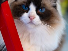 -平行世界·猫咖(首经贸店)