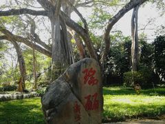 -瑞丽独树成林风景区