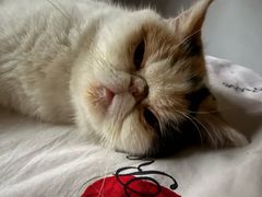 -pd派德宠物中心医院24H急重症·眼科中心·血液透析中心(嵩山北路店)