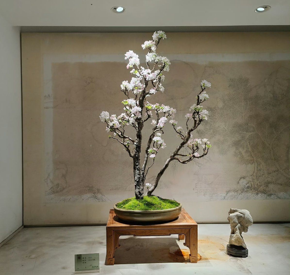 小众博物馆——扬州瘦西湖扬派盆景博物馆