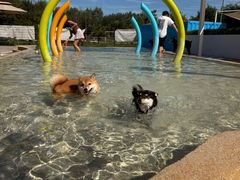 -爪吧宠物乐园 (温榆河示范区店)