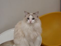 -有喵·猫咖·狗咖·40+猫狗有小奶狗(岗厦店)