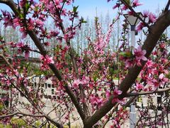 -前小桔亲子创意农场·草莓采摘·露营烧烤