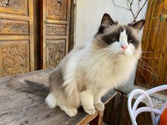 -喵屿·大理花园猫咖