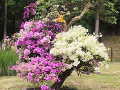 -深圳国际园林花卉博览园