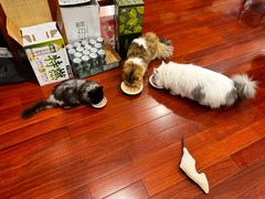 -momokira米努特·德文卷毛猫·棉花面纱犬
