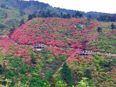-木兰云雾山