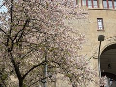 -武汉大学-樱园