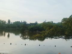 -江心屿景区