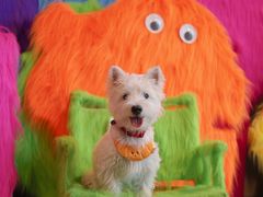 -百好乐宠物友好餐厅(朝外大街店)