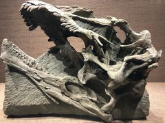 -自贡恐龙博物馆