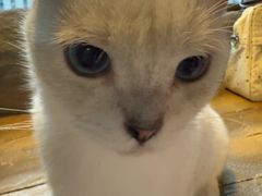 -猫猫幼稚园·撸猫·桌游·电玩