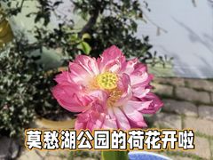 -莫愁湖公园