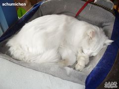 -Babycat私家御饼屋(龙头路一店)