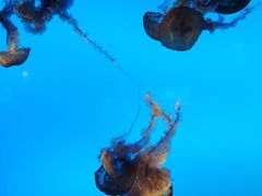 -太平洋海底世界