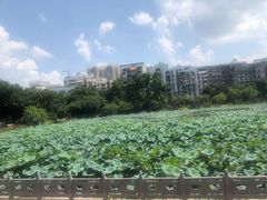 -潘塘公园