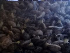 -特色酱椒鱼私房菜(黄鹤楼店)