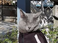 -喵屿·大理花园猫咖