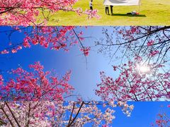 -风云岭森林公园