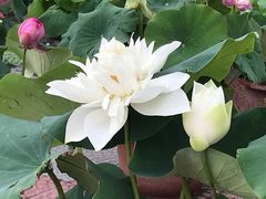-莲花池公园