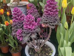 -南山植物园