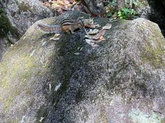 -汤旺河林海奇石景区