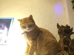 海妖酒吧-Sirena海妖日咖夜酒