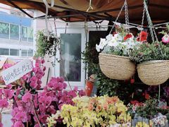 -中环花鸟鱼虫市场